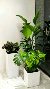 北仑花木租摆批发-鄞州绿化养护培训-鄞州花卉租摆申请-鄞州花卉租摆需求量